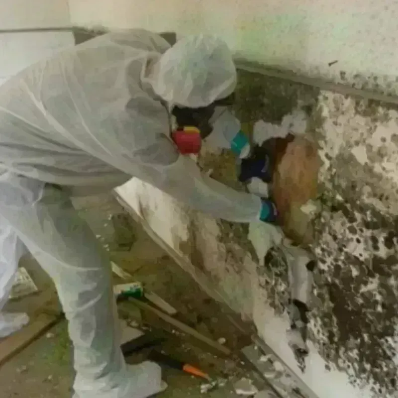 Mold Remediation and Removal in Homestead, PA